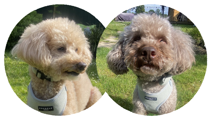 Paddy & Finley