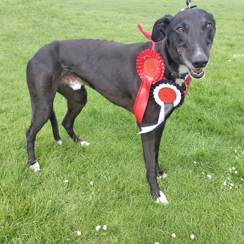 greyhound-rosettes