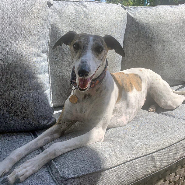greyhound-sofa